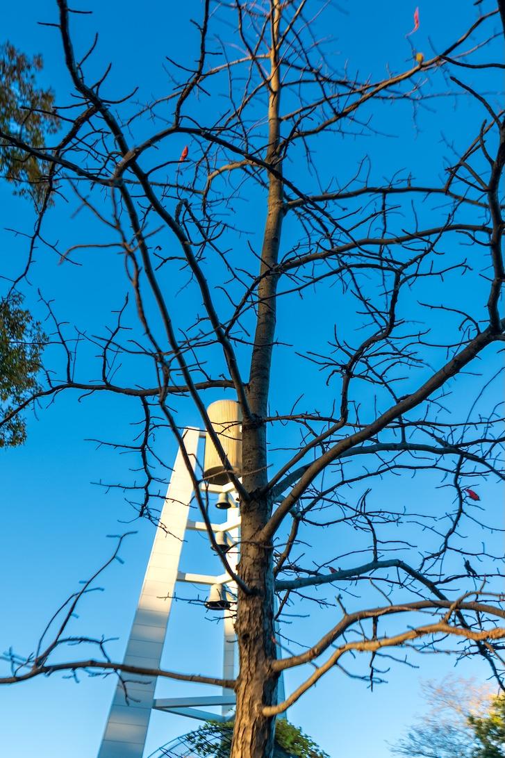 Blackgum