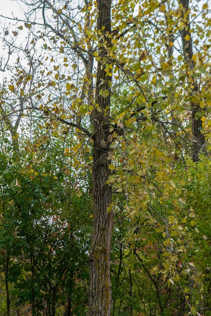 Common Chokecherry