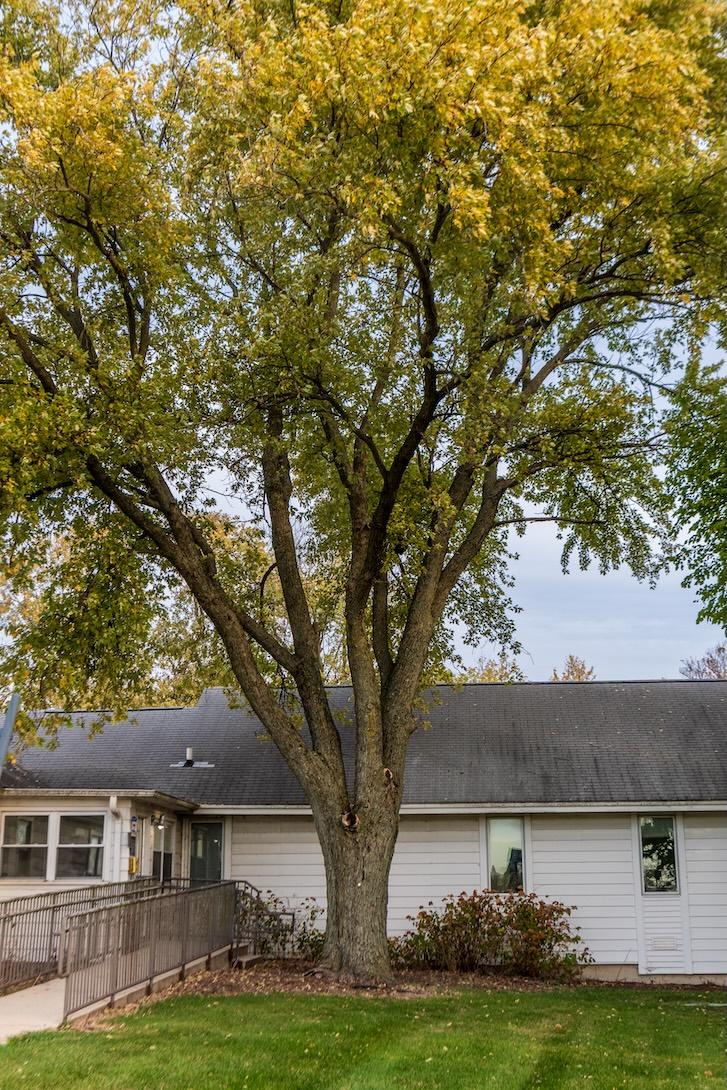 Silver Maple